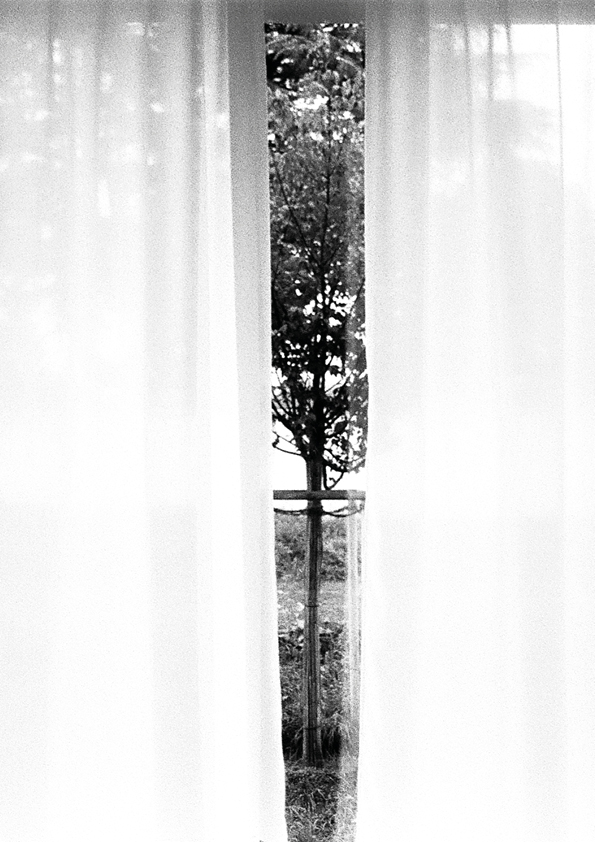argentique arbre cery